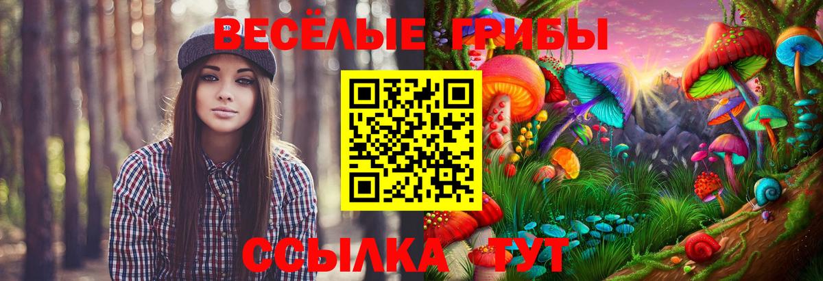 Псилоцибиновые грибы Psilocybe  Вход с VPN  Миллерово  Галлюциногенные грибы Psilocybe 